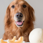 Φυσικά αντιπαρασιτικά για τον σκύλο dog and melon
