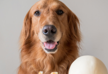 Φυσικά αντιπαρασιτικά για τον σκύλο dog and melon