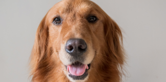 Φυσικά αντιπαρασιτικά για τον σκύλο dog and melon