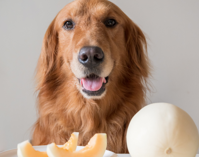 dog and melon