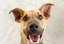 Συνταγές για τον καθαρισμό του πεπτικού συστήματος του σκύλου xaroumenos skylos