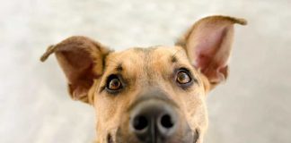 Συνταγές για τον καθαρισμό του πεπτικού συστήματος του σκύλου xaroumenos skylos