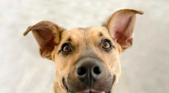 Συνταγές για τον καθαρισμό του πεπτικού συστήματος του σκύλου xaroumenos skylos