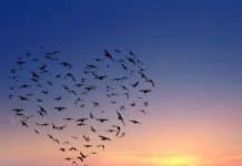 Πως άρχισε και τι είναι η ζωή sunset with birds flying in a shape of heart