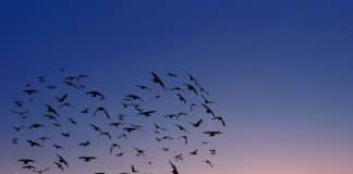 Πως άρχισε και τι είναι η ζωή sunset with birds flying in a shape of heart