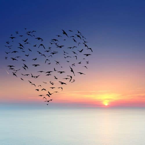 sunset with birds flying in a shape of heart